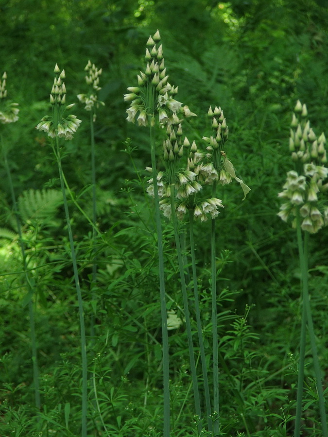 Image of Nectaroscordum bulgaricum specimen.