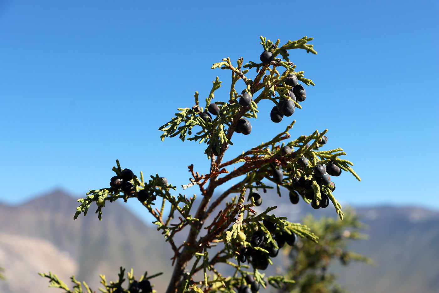 Image of Juniperus turkestanica specimen.