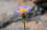 Aster alpinus. Соцветие. Красноярский край, Таймырский Долгано-Ненецкий р-н, плато Путорана, водопад Китабо-Орон, каменистый склон. 26.07.2023.