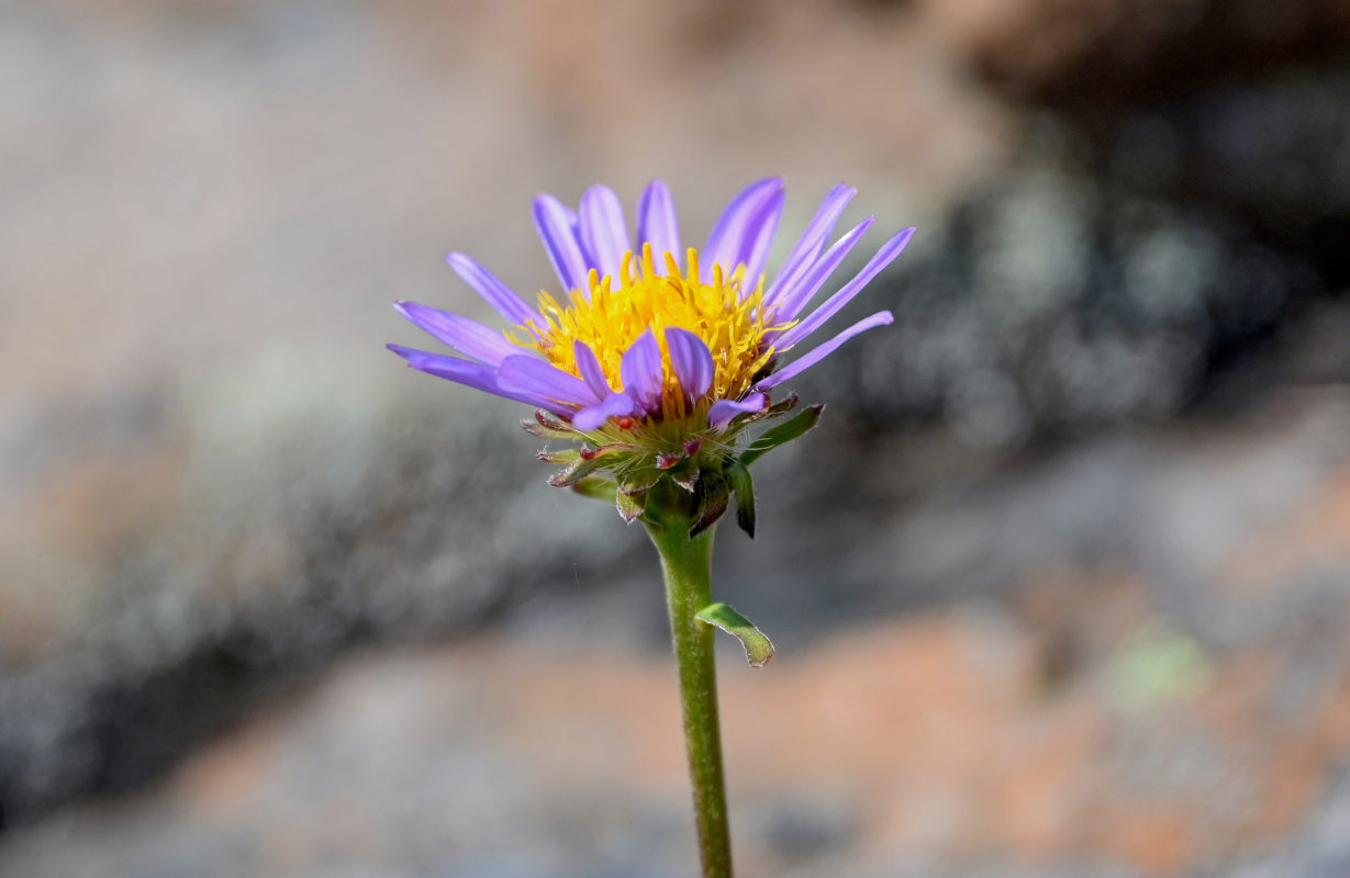 Изображение особи Aster alpinus.