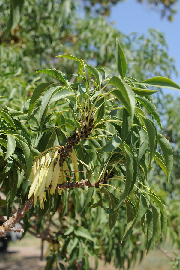 Image of Fraxinus sogdiana specimen.