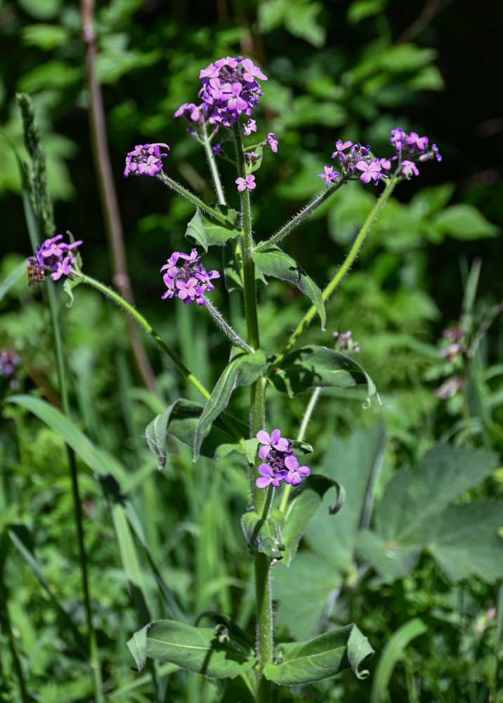 Image of Hesperis sibirica specimen.