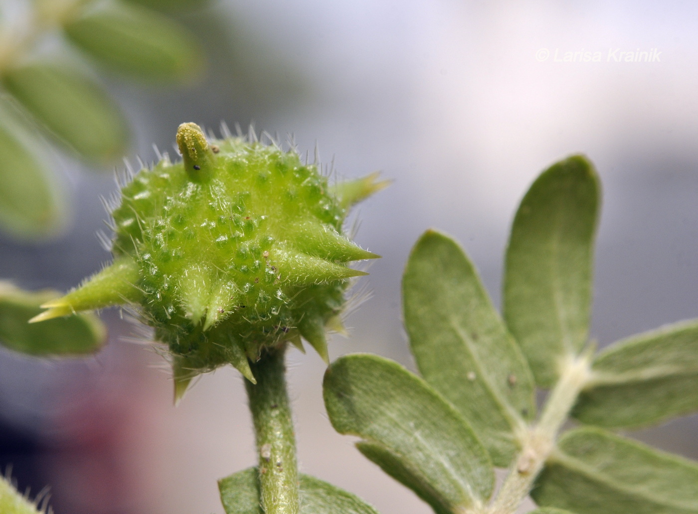 Изображение особи Tribulus terrestris.