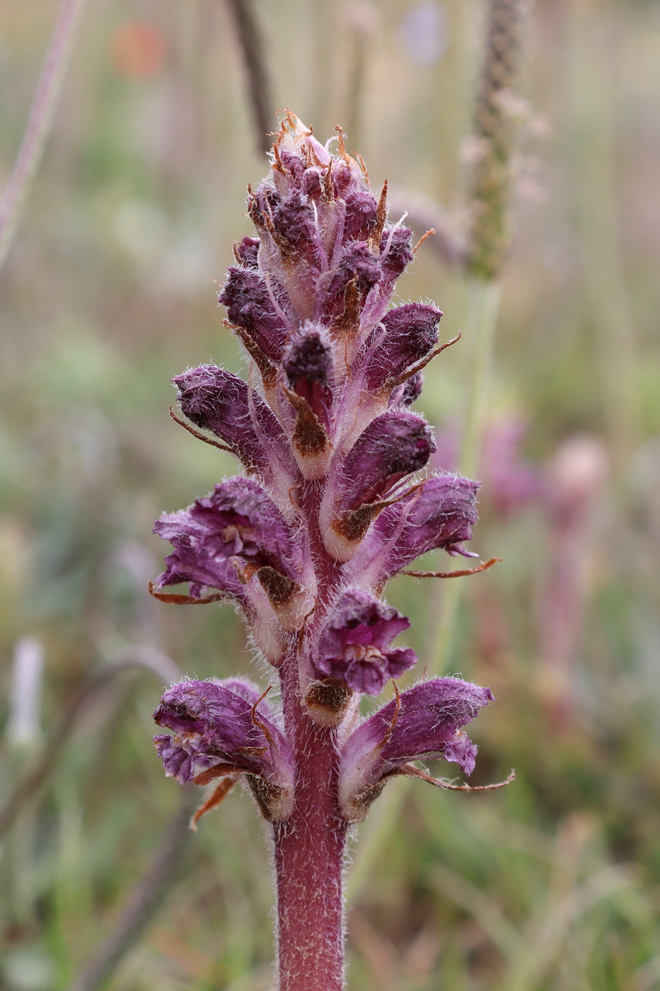 Image of Orobanche pubescens specimen.