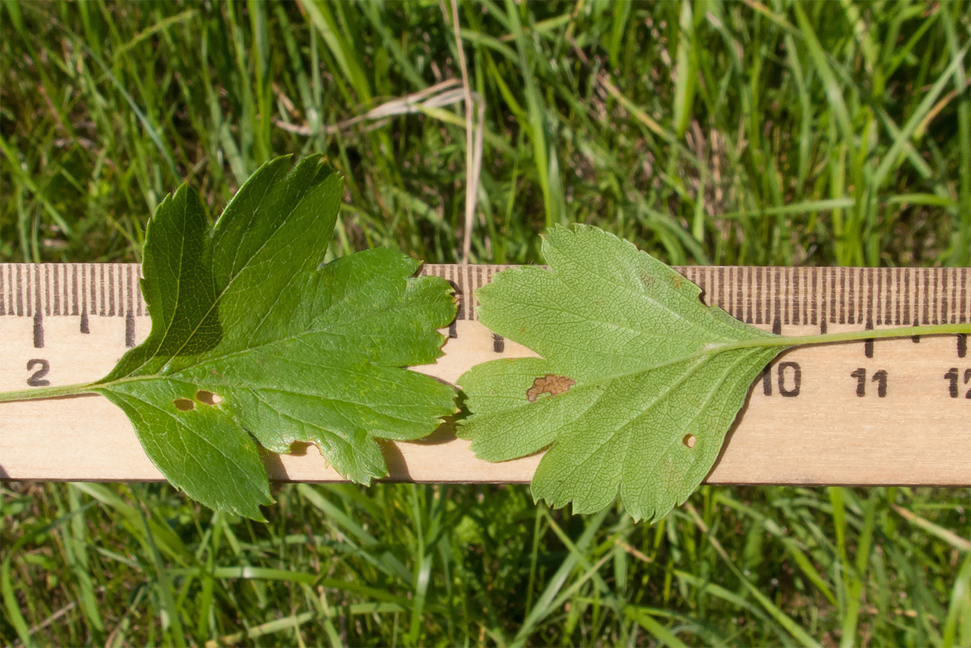 Изображение особи Crataegus dipyrena.