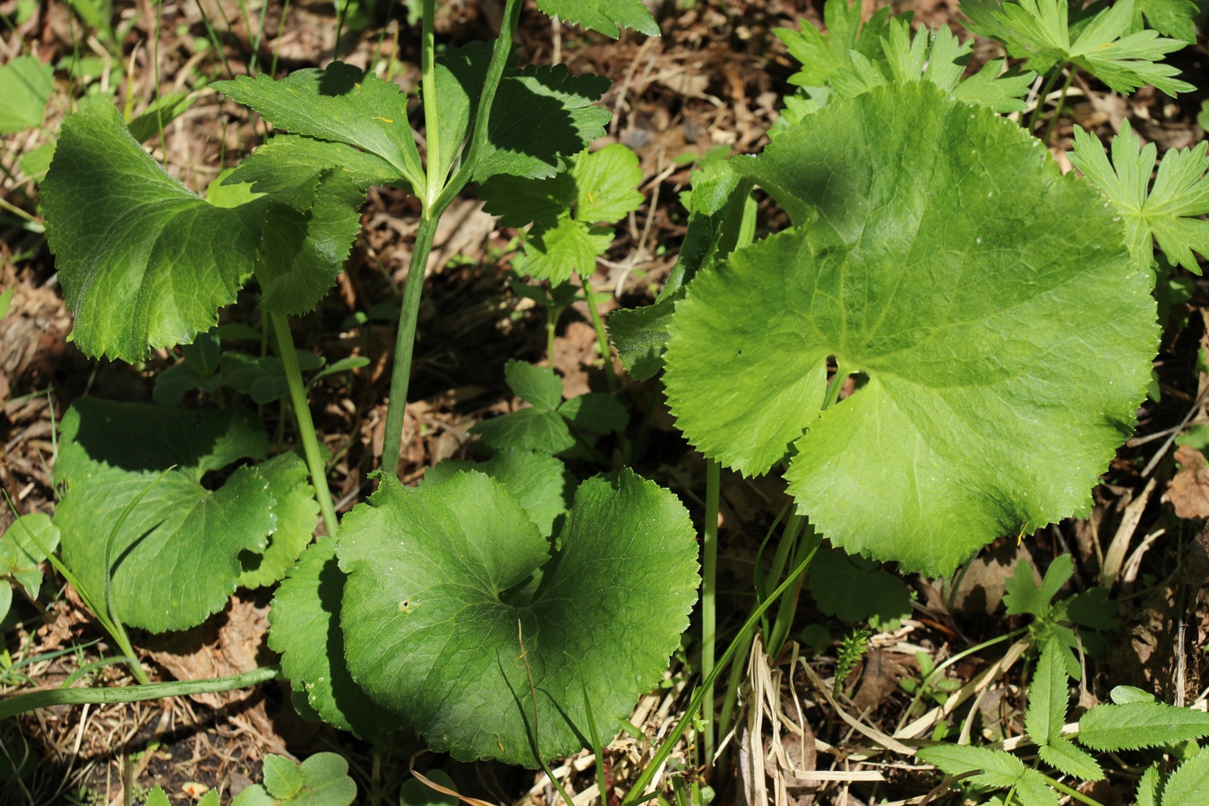 Image of Ranunculus cassubicus specimen.