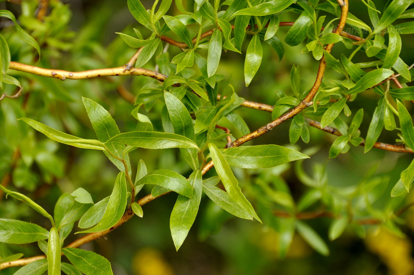 Image of Salix matsudana specimen.