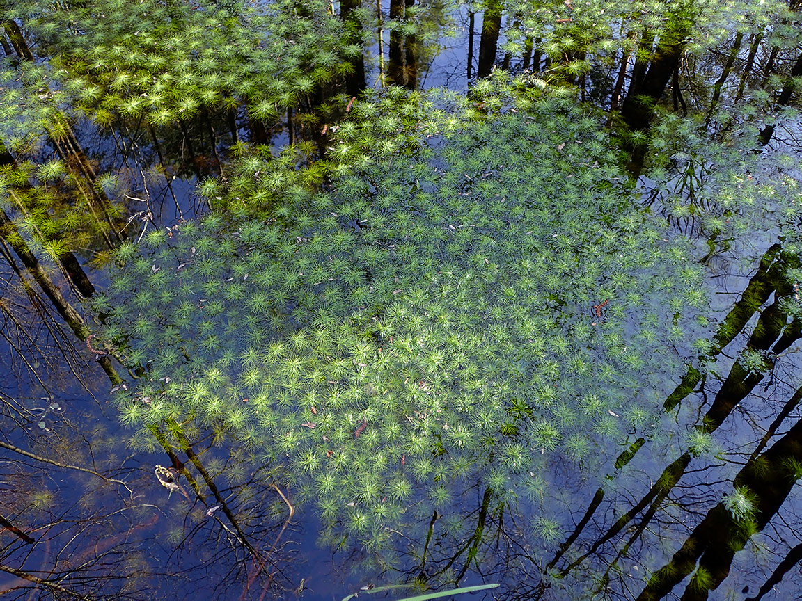 Изображение особи Hottonia palustris.