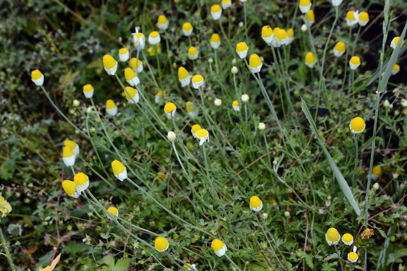 Image of Anthemis ruthenica specimen.