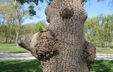 Смотреть изображение Fraxinus excelsior