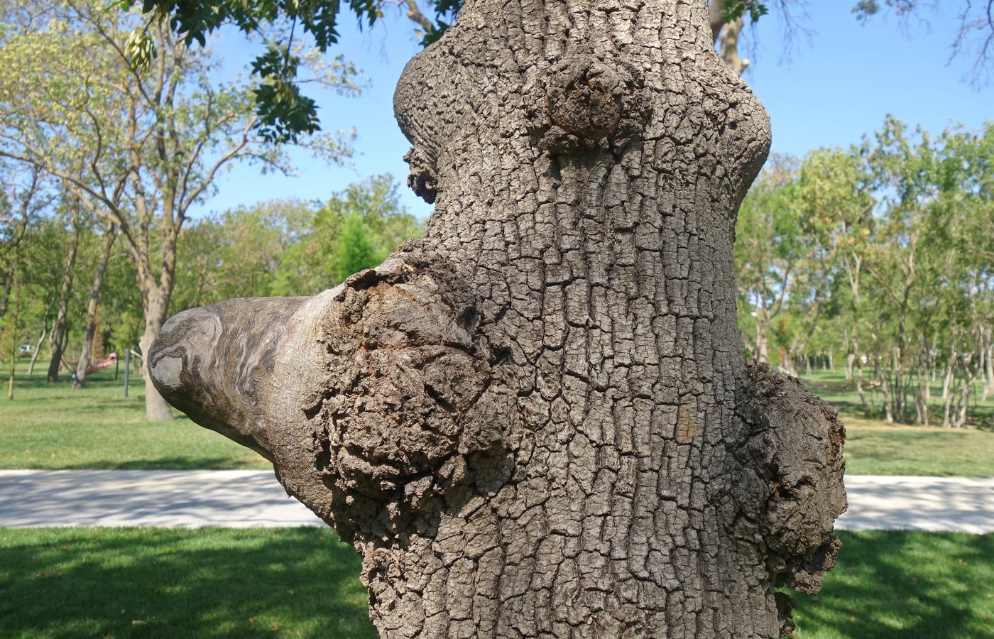 Изображение особи Fraxinus excelsior.