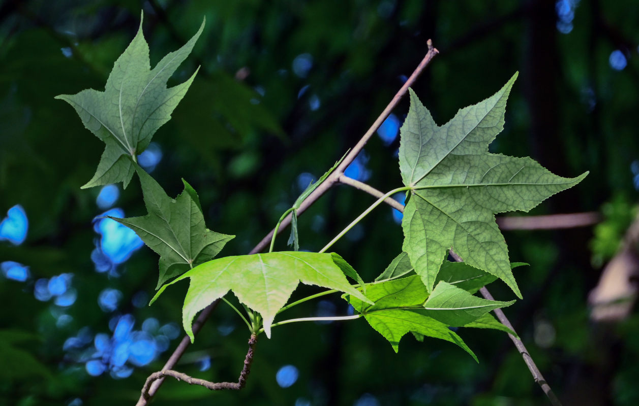 Image of Liquidambar styraciflua specimen.