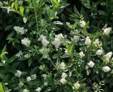 Ligustrum vulgare. Ветви с соцветиями (на переднем плане слева — плодоносящий побег Galium). Краснодарский край, Темрюкский р-н, окр. станицы Голубицкая, берег Азовского моря, подножие берегового обрыва. 09.06.2021.