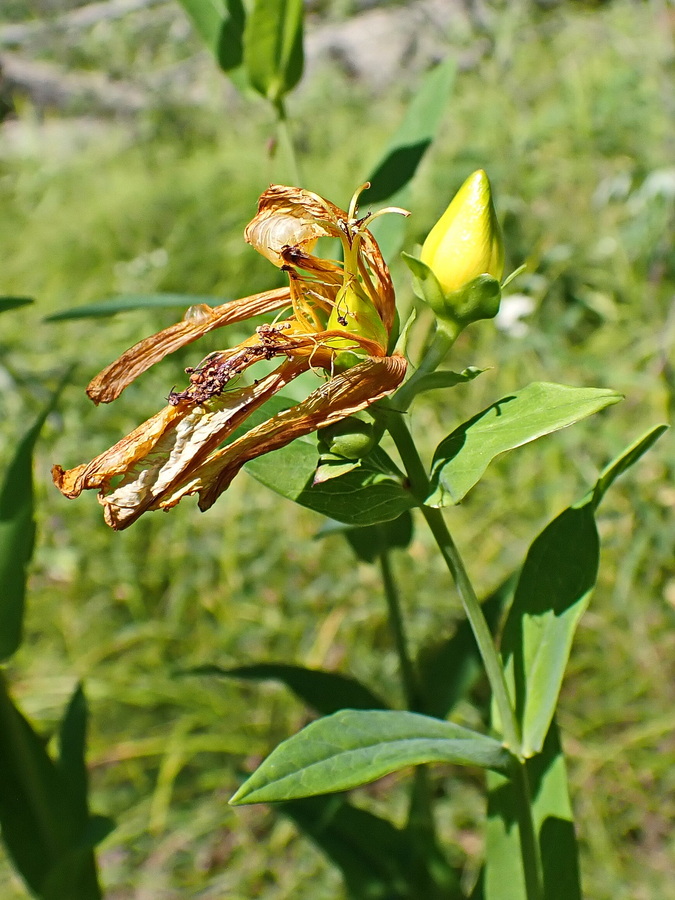 Изображение особи Hypericum ascyron.