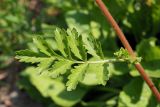 Potentilla supina