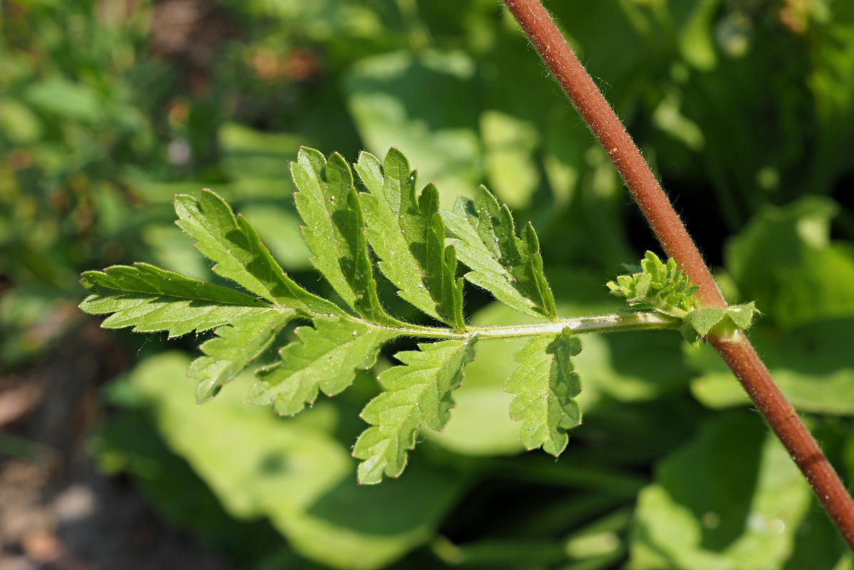 Image of Potentilla supina specimen.