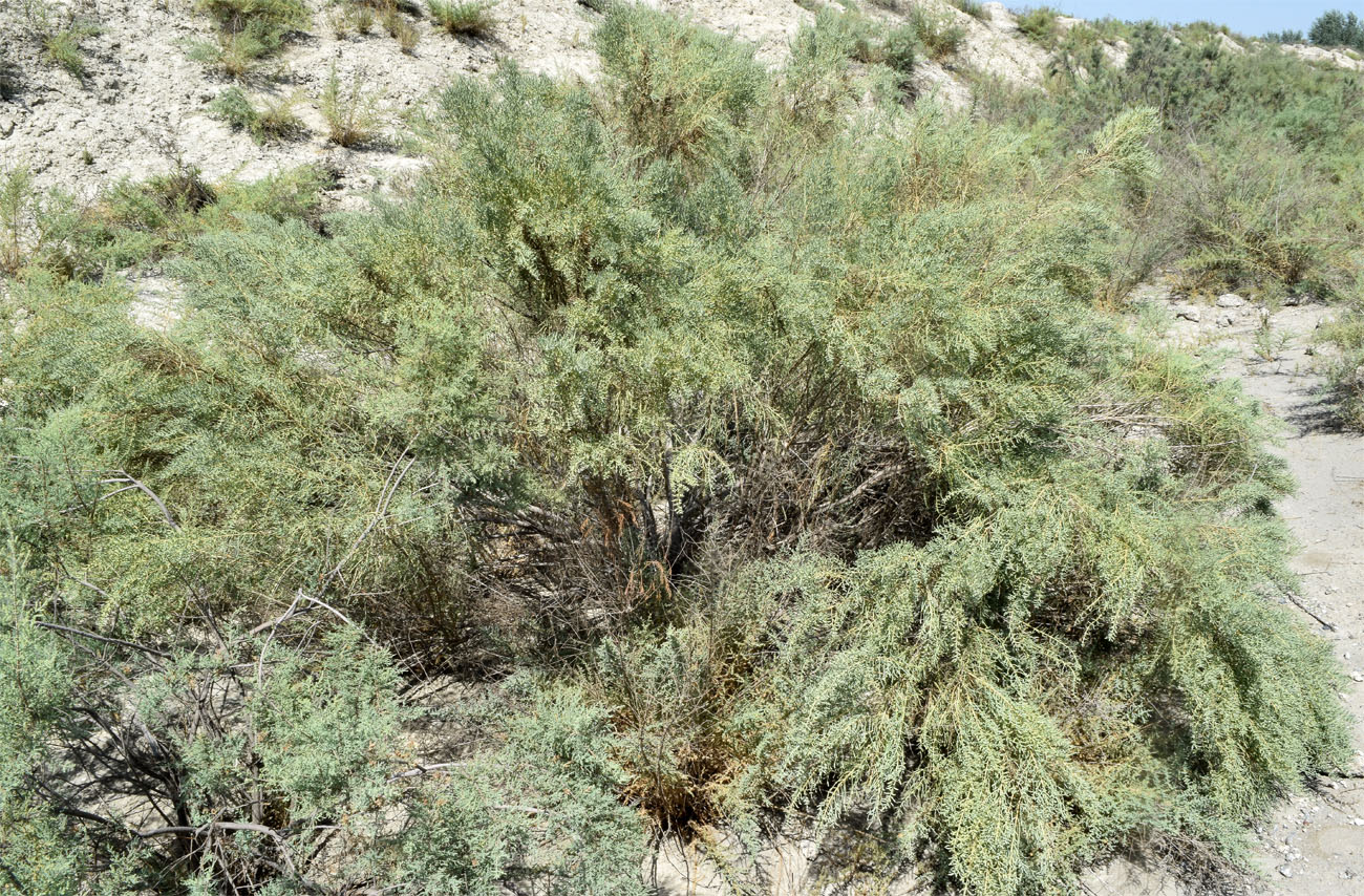 Image of Halostachys belangeriana specimen.