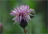 Cirsium arvense