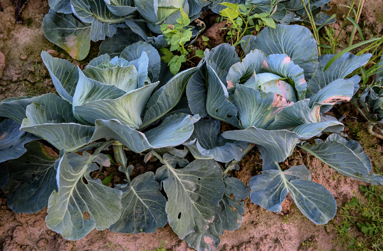 Изображение особи Brassica oleracea var. capitata.