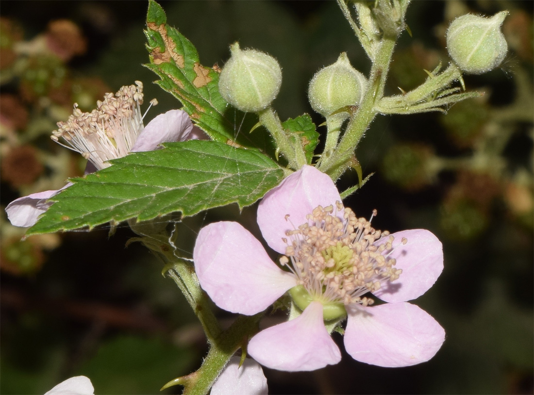 Image of Rubus sanctus specimen.