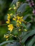 Lysimachia vulgaris. Верхушка побега с соцветием. Московская обл., окр. г. Железнодорожный, долина р. Чёрная, опушка смешанного леса. 16.06.2024.