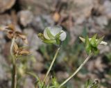 Viola arvensis