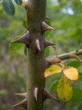 Rosa corymbifera. Часть стебля с основанием молодого побега. Крым, Южный Берег, окр. пос. Лесной, смешанное редколесье возле грунтовой дороги. 26.05.2024.