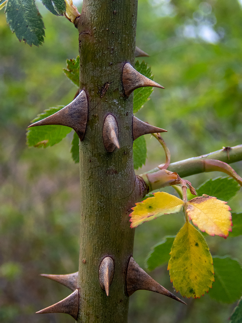 Image of Rosa corymbifera specimen.