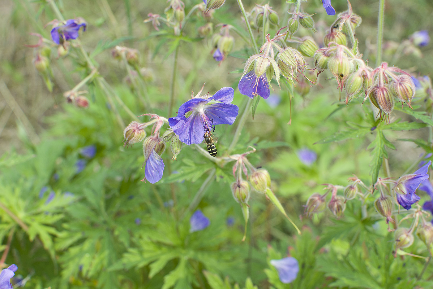 Изображение особи Geranium pratense.