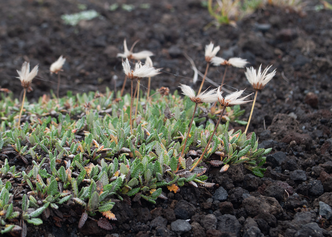 Image of Dryas punctata specimen.