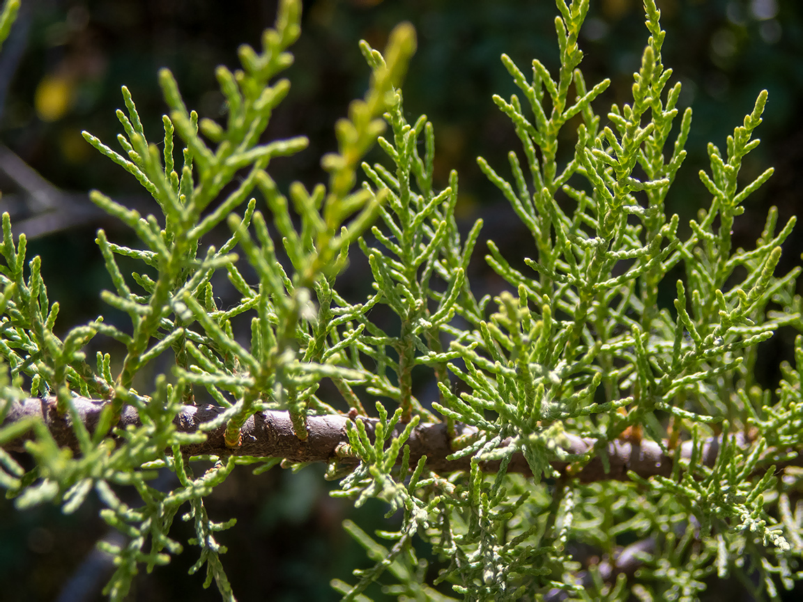 Image of Tamarix tetrandra specimen.