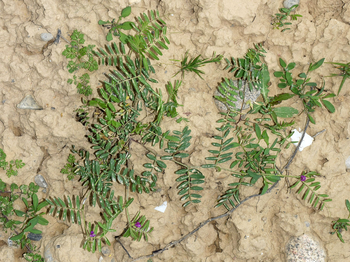 Image of Vicia angustifolia specimen.