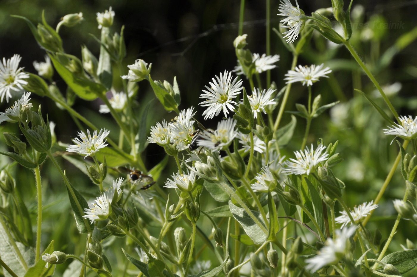 Image of Fimbripetalum radians specimen.