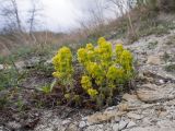 Cruciata laevipes. Цветущее растение. Краснодарский край, Крымский р-н, окр. станицы Неберджаевская, дол. р. Липки, пушистодубово-грабинниковый лес, скальное обнажение на месте старого заросшего карьера. 10.04.2025.