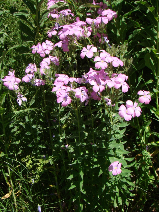 Image of Linum hypericifolium specimen.