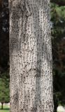 Liriodendron tulipifera