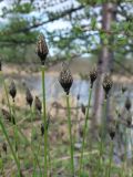 Смотреть изображение Eriophorum brachyantherum