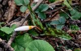 View full-size image Erythronium caucasicum