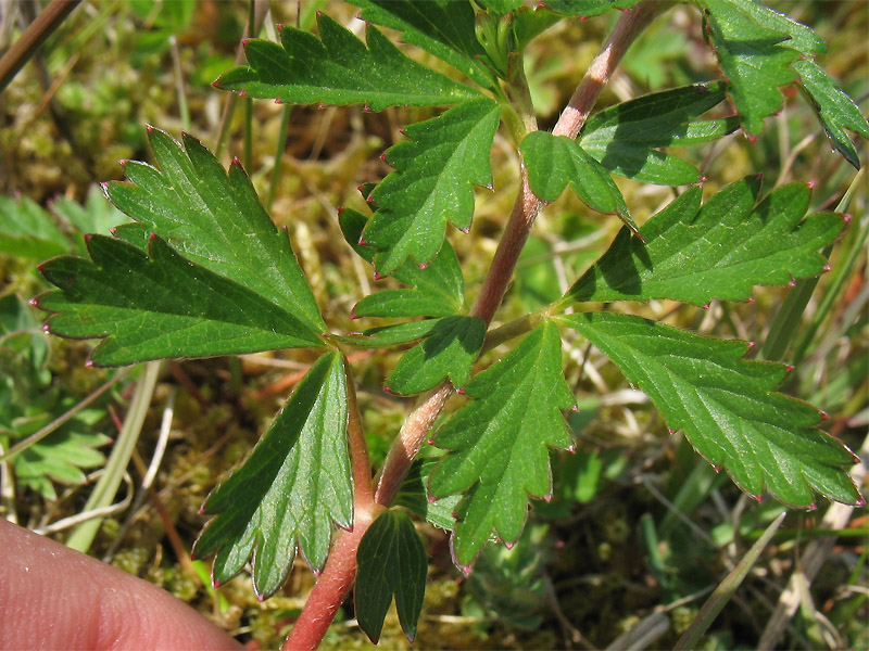 Image of Potentilla anglica specimen.