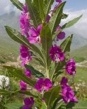 View full-size image Chamaenerion angustifolium