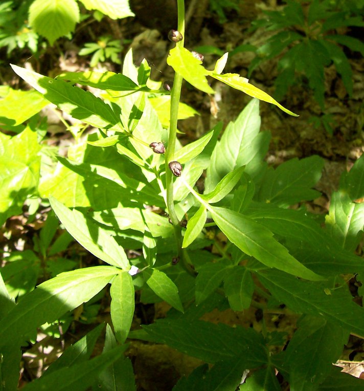 Изображение особи Cardamine bulbifera.