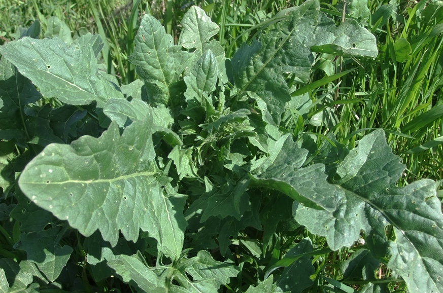 Image of Bunias orientalis specimen.