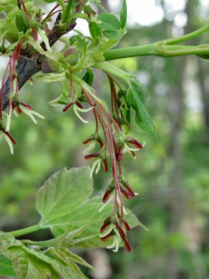 Image of Acer negundo specimen.