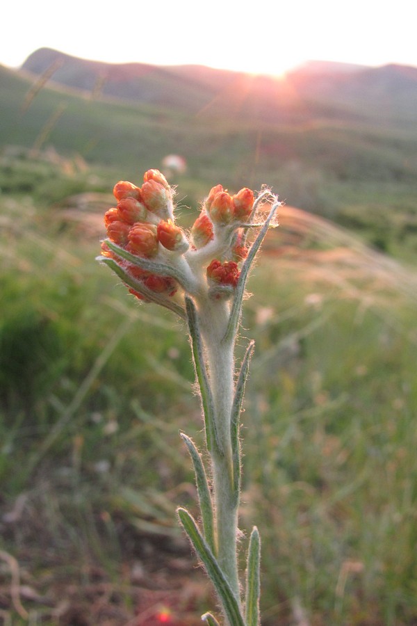 Image of Helichrysum graveolens specimen.