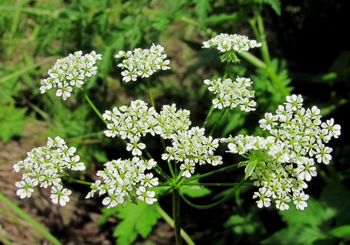 Изображение особи Chaerophyllum prescottii.