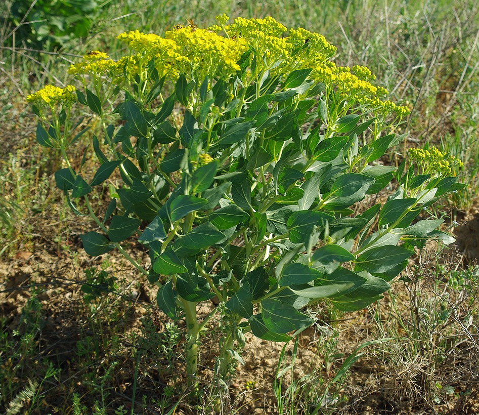 Image of Haplophyllum latifolium specimen.