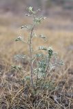 genus Artemisia