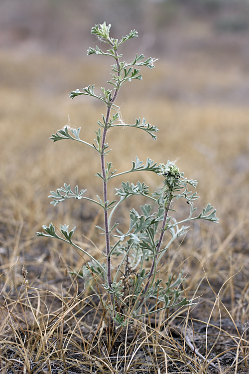 Image of genus Artemisia specimen.