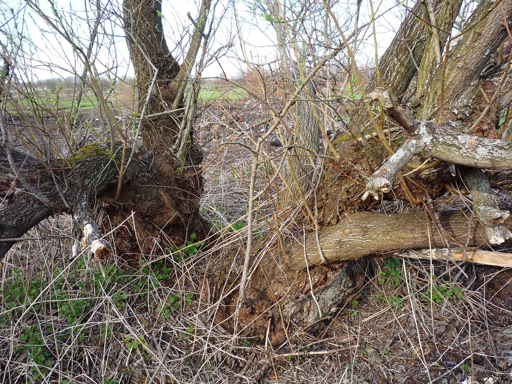 Изображение особи Salix gmelinii.