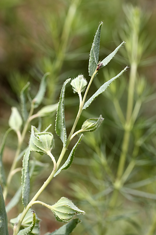 Image of Caccinia macranthera specimen.